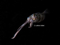Pulau Tioman, Malaysia

Canon S90, FIX Housing, 2x Inon... by Latisha Udani 